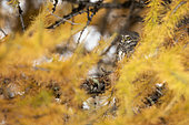 Pygmy Owl (Glaucidium passerinum) in autumn in the Valais Alps, Switzerland.