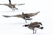 Canada geese (Branta canadensis) landing on a frozen lake, La Mauricie national park, Quebec, Canada