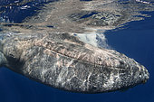Sea louse (Cyamidae). Frequent cutaneous parasite in cetaceans, although it is not usual, there is a huge amount that parasitizes this humpback whale (Megaptera novaeangliae). It is a specimen in migration that shows a clear sign of thinness. Tenerife, Canary Islands.