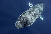 Sea louse (Cyamidae). Frequent cutaneous parasite in cetaceans, although it is not usual, there is a huge amount that parasitizes this humpback whale (Megaptera novaeangliae). It is a specimen in migration that shows a clear sign of thinness. Tenerife, Canary Islands.