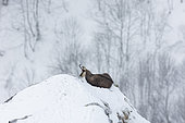 Alpine Chamois (Rupicapra rupicapra) leaving on snow, >Vosges, France