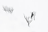 Alpine Chamois (Rupicapra rupicapra) eating bark on a tree, Vosges, France