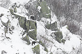 Two Alpine Chamois (Rupicapra rupicapra) on snowy cliff, Vosges, France
