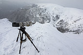 Camera shooting Alpine Chamois (Rupicapra rupicapra), Vosges, France