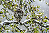 Little owl (Athena noctua) perched in an apple tree during a snow fall, England