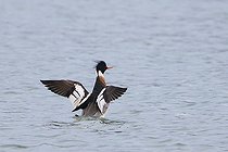 Red-breasted Merganser (Mergus serrator) adult male snorting, Finistère, France