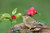 European Greenfinch (Carduelis chloris) Adult female foraging for seeds near a flowering camellia, Finistère, France