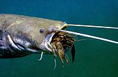 Catfish eating crayfish, Carinthia (Silurus glanis), Austria, Europe