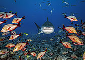 Tiger shark (Galeocerdo cuvier) and Humpback red snapper (Lutjanus gibbus), Tahiti, French polynesia