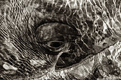 Gray whale (Eshcrichtius robustus) Eye of a whale BCS Mexico