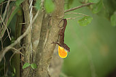 Cuban Coast Anole (Anolis jubar) displaying, Cuba