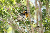 Western spindalis (Spindalis zena) male on a branch, Cuba