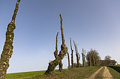 OIak trees on an embankment at the edge of a path, the trees are pruned into tadpoles, the branches are used for firewood, Ille et Vilaine, Brittany, France