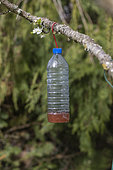 plastic bottle filled with a mixture (wine, beer, blackcurrant syrup) to attract and trap Asian hornets (invasive species) in a garden, Ille et Vilaine, Brittany, France