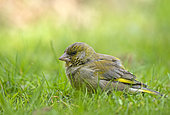 European Verdier (Chloris chloris, formerly Carduelis chloris), on the ground in a lawn, reached of a viral or bacterial disease, Ille et Villaine, Brittany, France