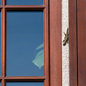 Common wall lizard (Podarcis muralis) female emerging from behind a shutter of a house, Joué-lès-Tours, Indre et Loire, Centre Val de Loire Region, France