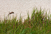 Common wall lizard (Podarcis muralis) male climbing out of the grass onto a house wall, Joué-lès-Tours, Indre et Loire, Centre Val de Loire Region, France