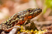 Common wall lizard (Podarcis muralis) portrait of male with orange throat on moss at the edge of a forest, Athée-sur-Cher, Indre et Loire, Centre Val de Loire Region, France