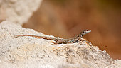 Common wall lizard (Podarcis muralis) male sunning himself on a stone, Semblançay, Indre et Loire, Centre Val de Loire Region, France