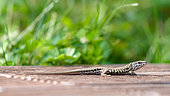 Common wall lizard (Podarcis muralis) on a teak terrace, Joué-lès-Tours, Indre et Loire, Centre Val de Loire Region, France