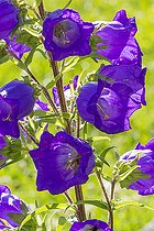 Canterbury Bell (Campanula medium) 'Carillon Bleu', flowers