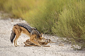 Black backed jackal (Canis mesomelas) killing a baby springbok in Kgalagadi transfrontier park, South Africa