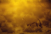 South African Oryx (Oryx gazella) walking at sunset in Kgalagadi transfrontier park, South Africa