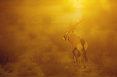 South African Oryx (Oryx gazella) walking at sunset in Kgalagadi transfrontier park, South Africa