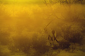South African Oryx (Oryx gazella) walking at sunset in Kgalagadi transfrontier park, South Africa