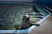 Grey seal (Halichoerus grypus) in a pond. Grey seal release in Plouarzel, Finistère, on 29 April 2021. They were cared for at Océanopolis, Brest, by ACMOM (Association Conservation Mammifères et Oiseaux Marins de Bretagne). France
