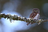 Little Owl (Glaucidium passerinum) on a branch in an old Vosges forest, France.