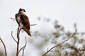 Balbuzard pêcheur (Pandion haliaetus), à l'affût au bord d'un étang, Vosges, France.