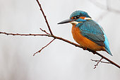 Common Kingfisher (Alcedo atthis) on a branch at the edge of a Vosges pond, Grand Est, France.