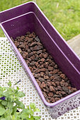 Planting Cape Daisy (Osteospermum sp) and Carnation (Dianthus sp) in a window box in spring