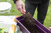 Planting Cape Daisy (Osteospermum sp) and Carnation (Dianthus sp) in a window box in spring