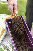 Planting Cape Daisy (Osteospermum sp) and Carnation (Dianthus sp) in a window box in spring