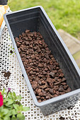 Planting Cape Daisy (Osteospermum sp) and Carnation (Dianthus sp) in a window box in spring