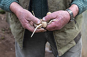 Planting 'Marabel' potatoes in spring, Moselle, France