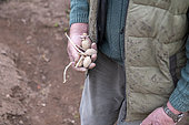Planting 'Marabel' potatoes in spring, Moselle, France