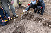 Planting 'Marabel' potatoes in spring, Moselle, France