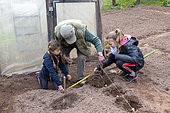 Planting 'Marabel' potatoes in spring, Moselle, France