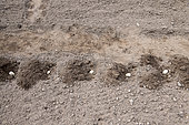 Planting 'Marabel' potatoes in spring, Moselle, France