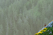 Alpine Ibex (Capra ibex) on cliff at sunirse in summer, Slovakia