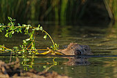 European Beaver (Castro fiber) dragging a branch in the water to feed, Ardennes, Belgium