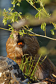 European Beaver (Castro fiber) eating a branch, Ardennes, Belgium