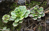 Aeonium, Anaga massif, Biosphere Reserve. Tenerife, Canary Islands.