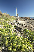Sea fennel (Crithmum maritimum), Gatteville lighthouse, Manche, France