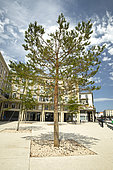 Scots pine (Pinus sylvestris) planted in a street in a city, Le Havre, France