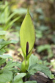Cuckoo pint (Arum maculatum) inflorescence, France