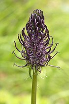 Black Rampion (Phyteuma nigrum) flower, France